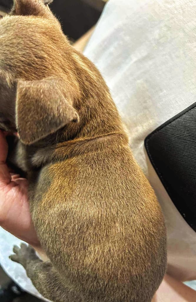 French Bulldog x Staffy - Puppies ( Price Reduced 4 LEFT )