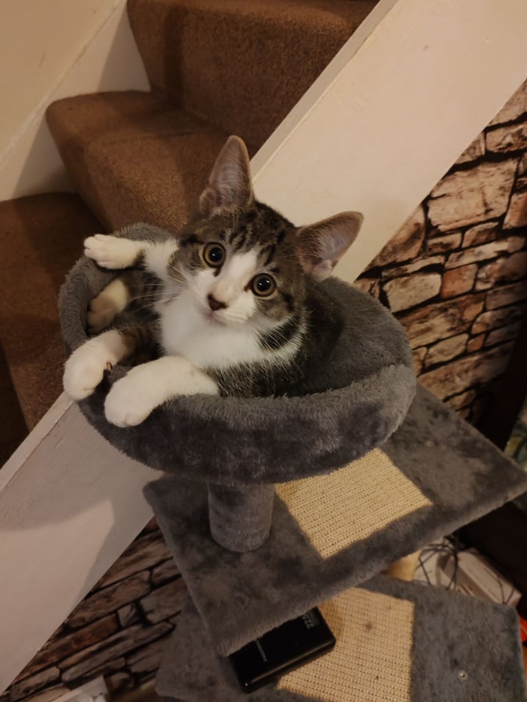 meet Tiki approx 14 week old kittenn