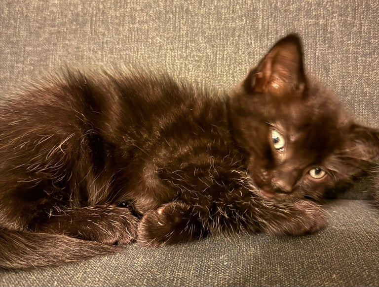 Ragdoll cross Female Kittens  8 weeks
