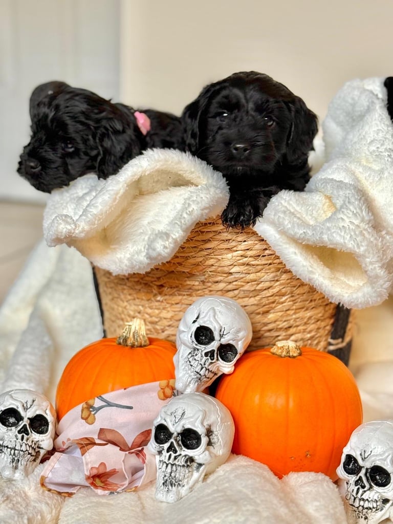 Cockapoo puppies 