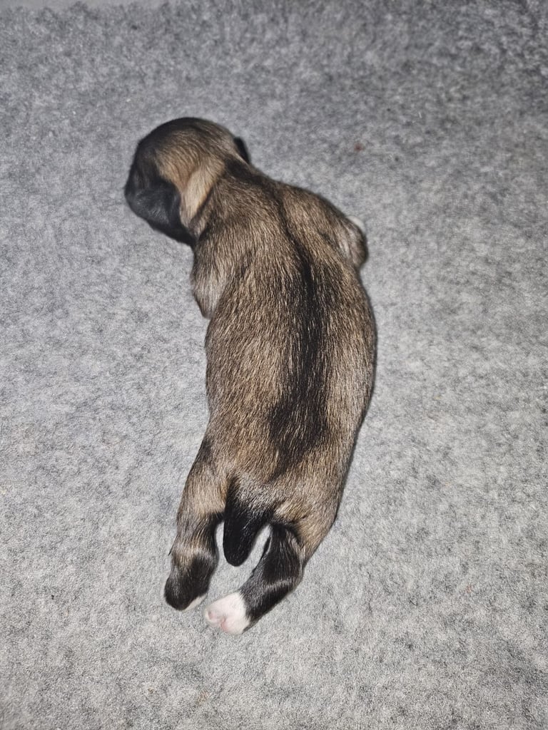 Lhasa apso pups 