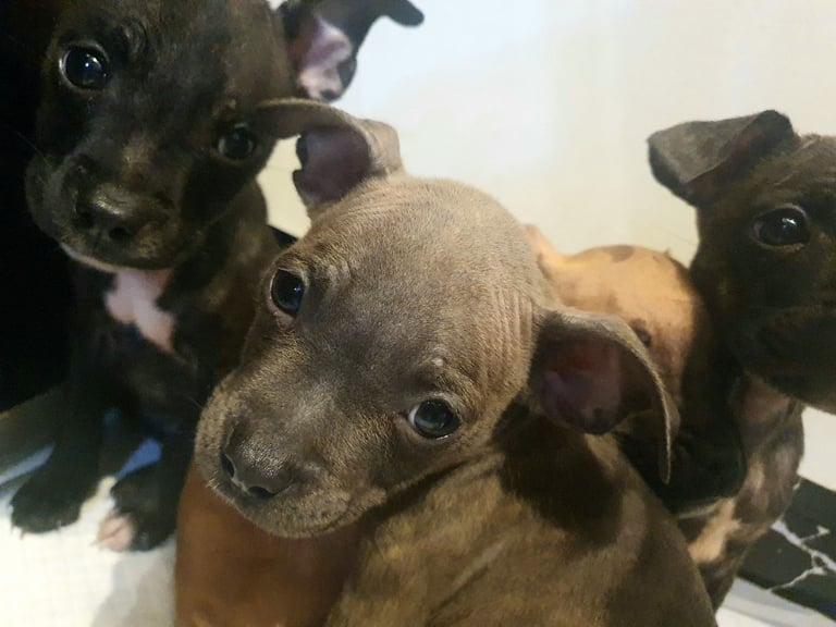 Frenchie x Staffy ( Puppies ) 