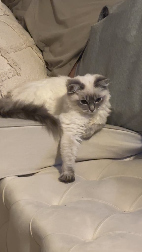2 x ragdoll cats available. £750 each