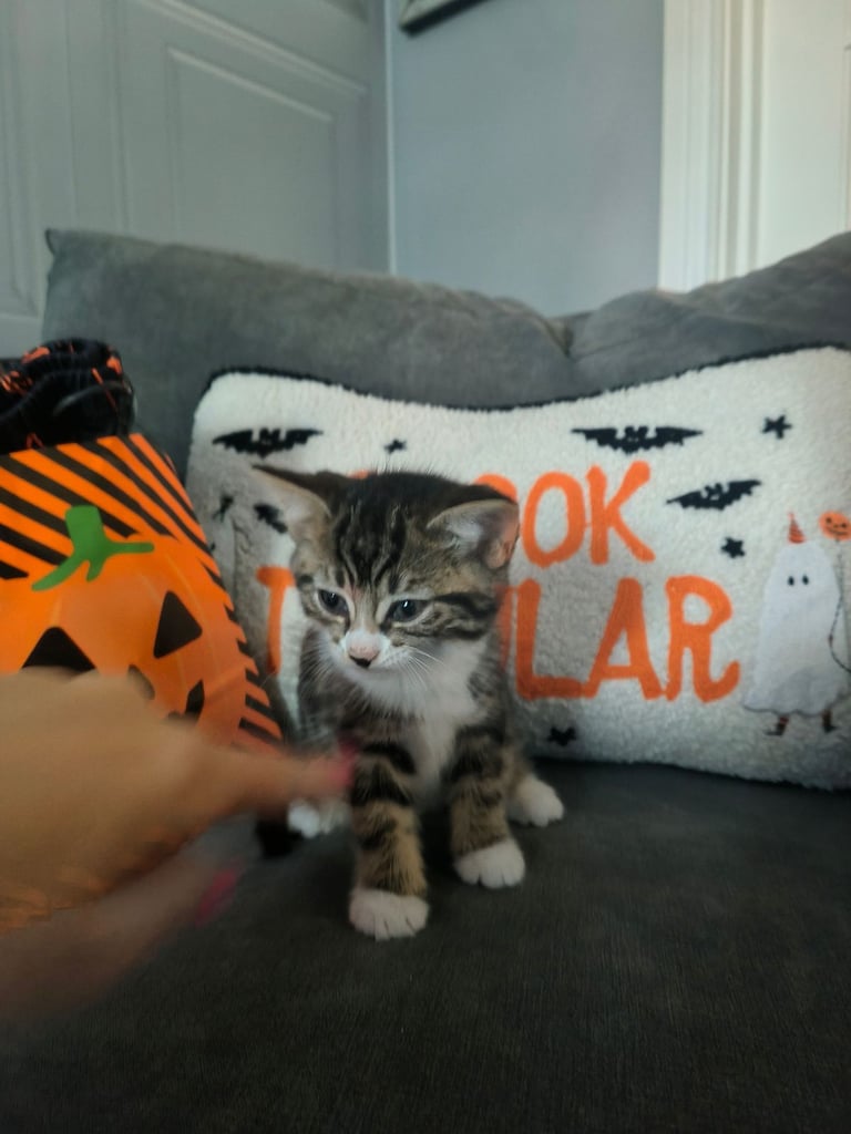 Kittens