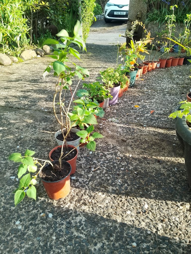 Small lilac trees 