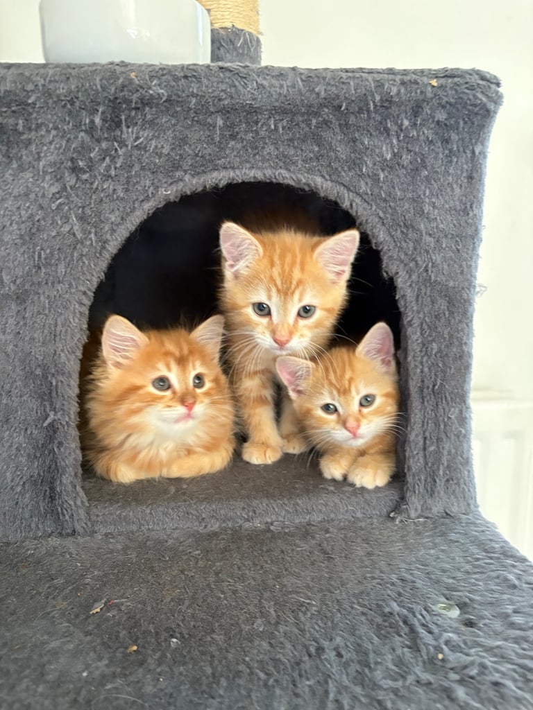 Cute long hair kitten looking for a new home 