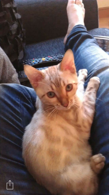 Beautiful Snow Bengal 