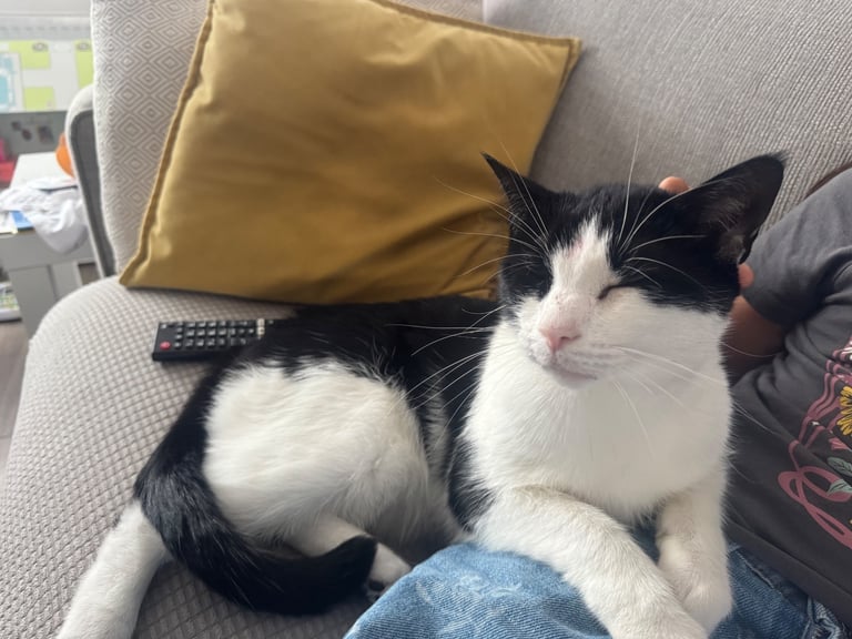Black white indoor and outdoor cat