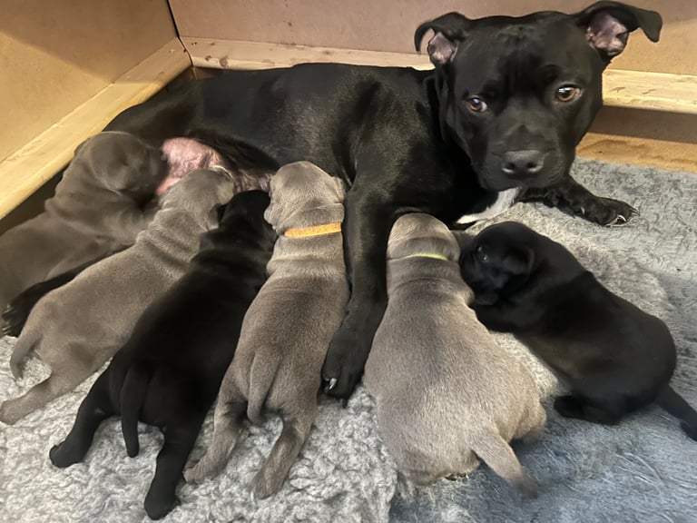 🐾 Beautiful Staffordshire Bull Terrier Puppies 🐾