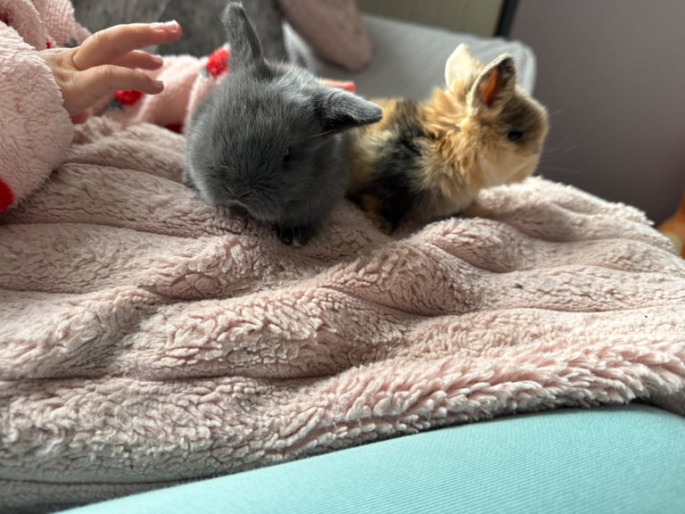 Mini lop babies 