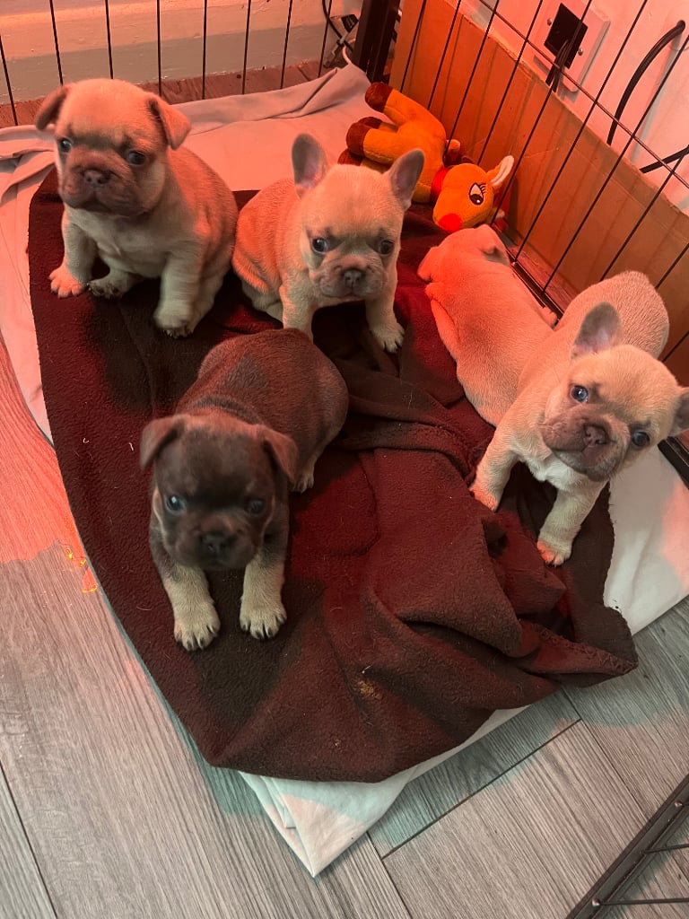 5 week old French bulldogs for sale 