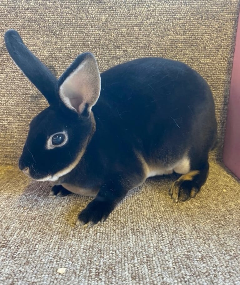 Miniature Rex rabbits 