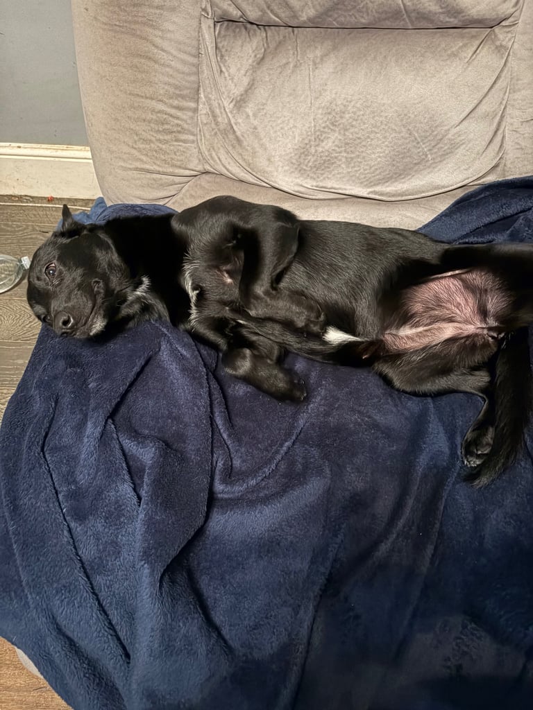 image for Labradoodle 
