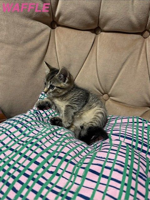 Kittens x1 Boy x2 Girls *1 GIRL LEFT*