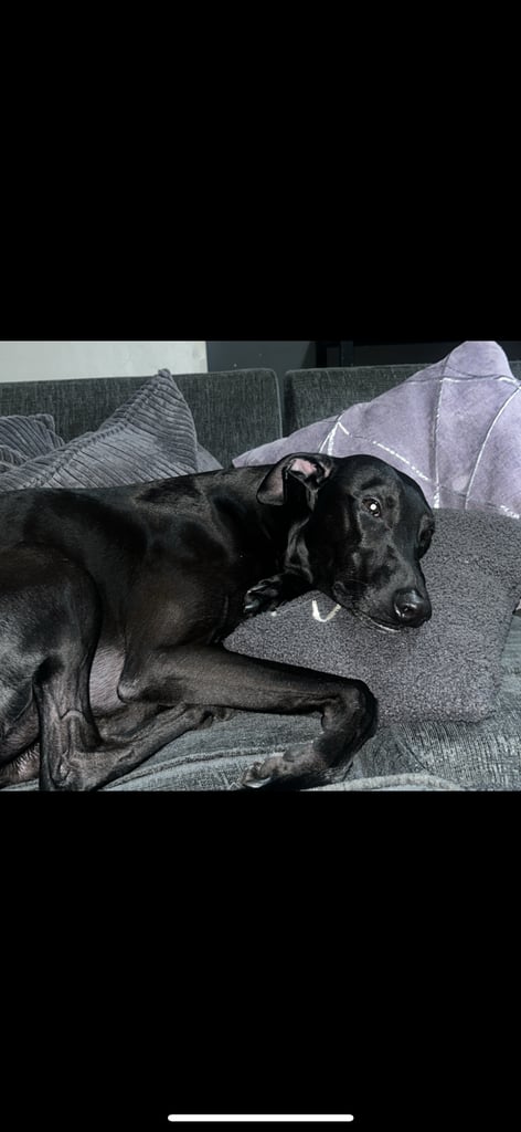 Hugo looking for his forever home