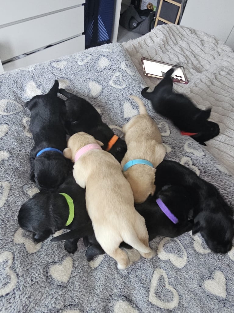 Labrador Puppies