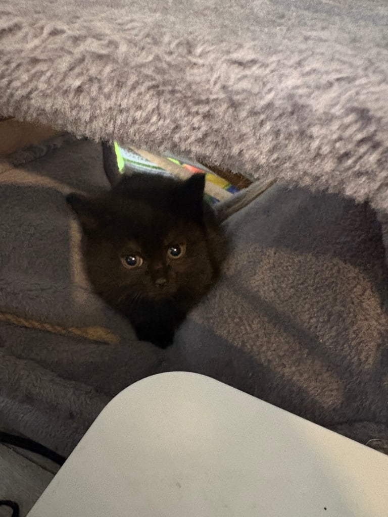 Two British short haired kittens for sell 