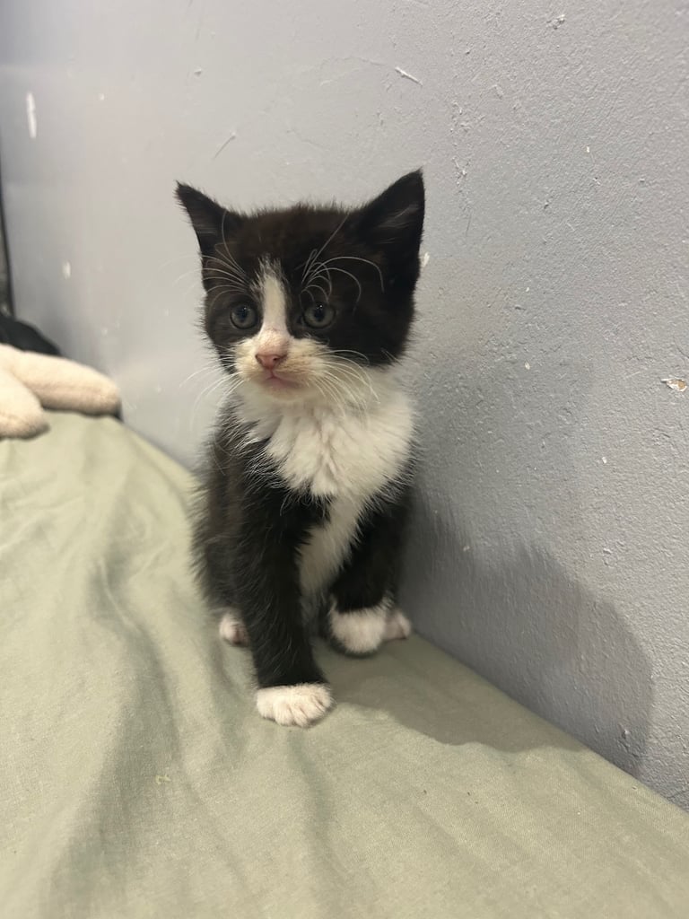 adorable Kittens.only one left. Time for a good home.