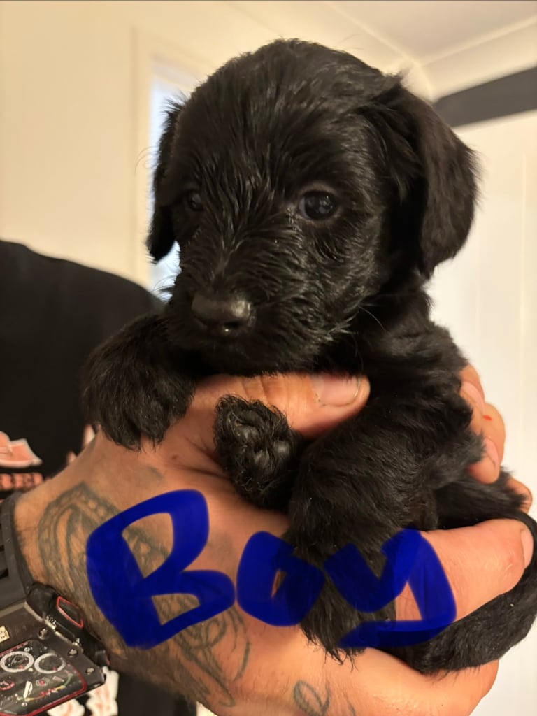 6 beautiful puppies looking for their forever home 