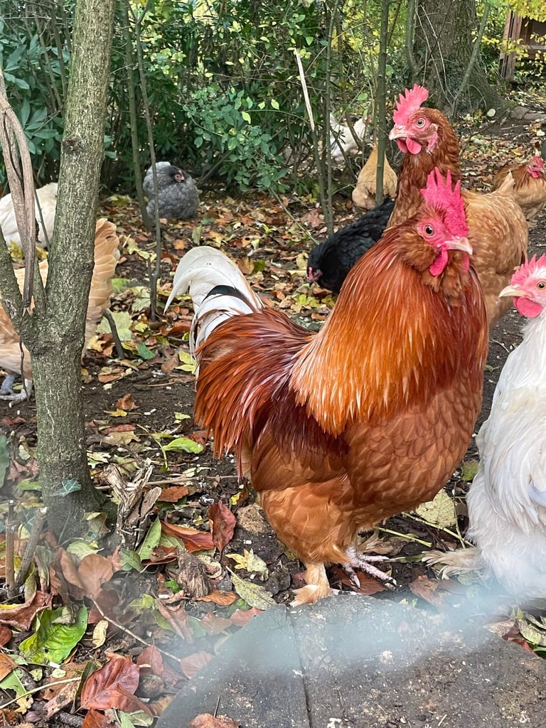 Beautiful cockerels for sale 