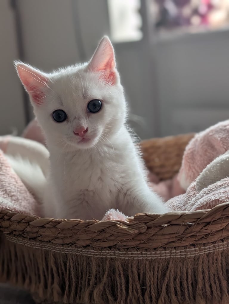 White female kitten 