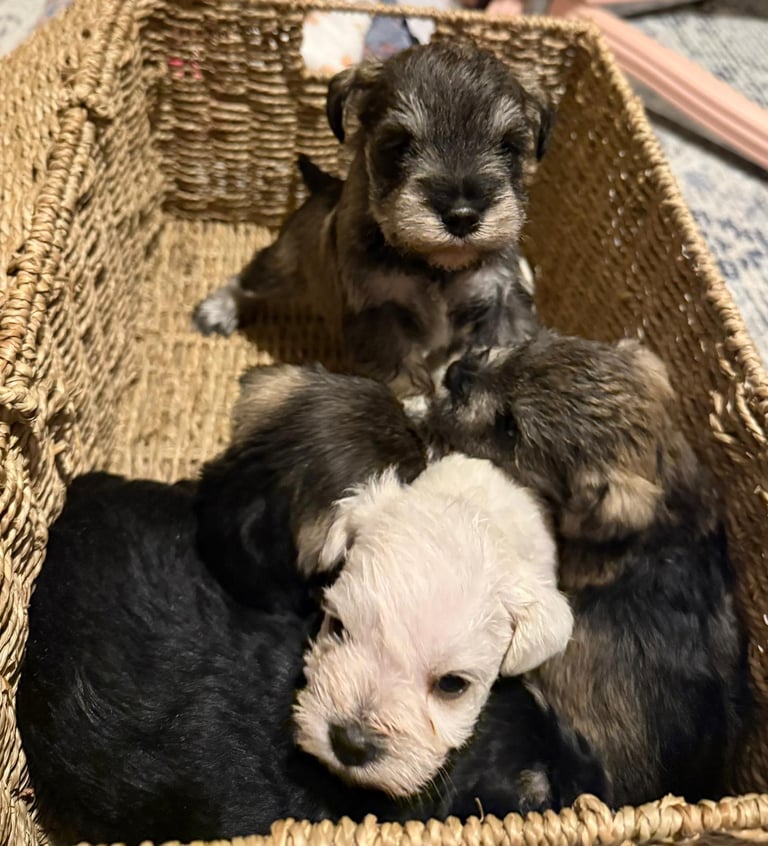 Miniature schnauzer puppies 