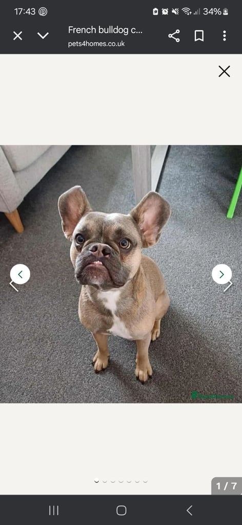 French bulldog crossed 