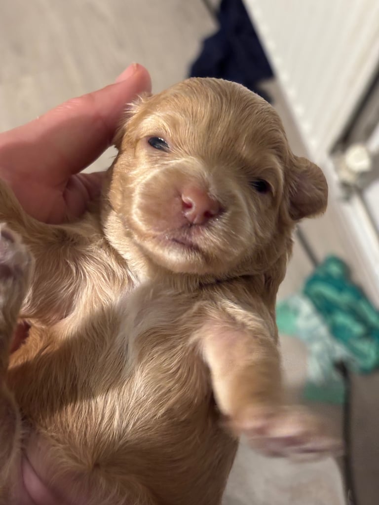 Cockapoo cross cavapoo 