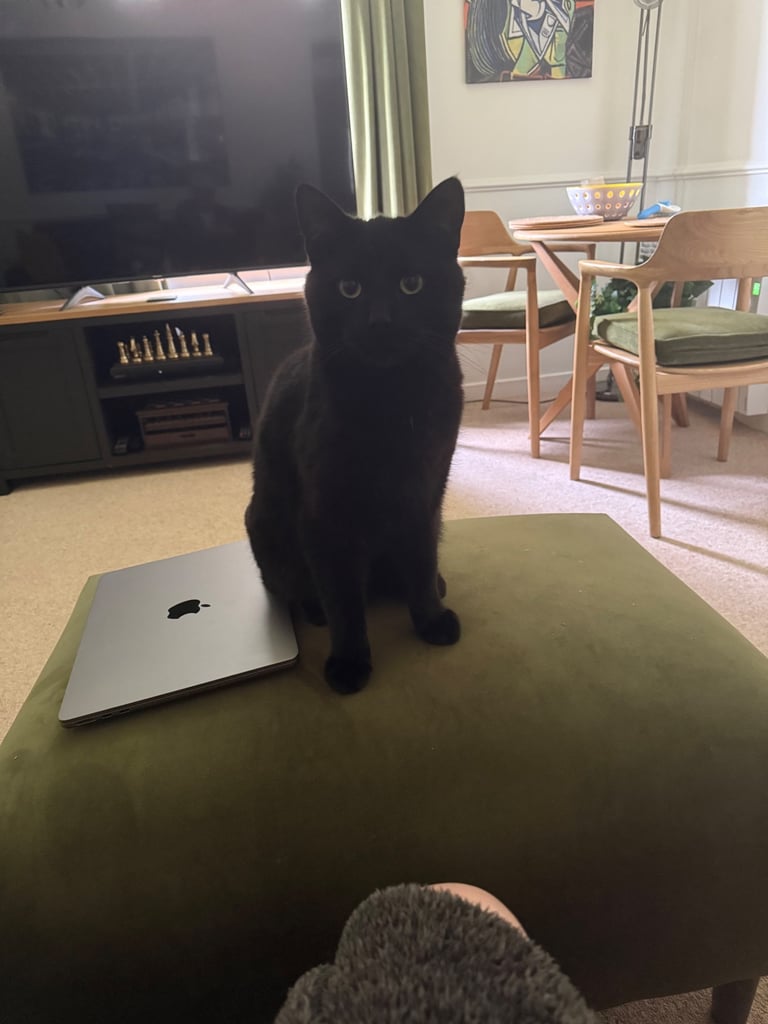 Bombay Cat