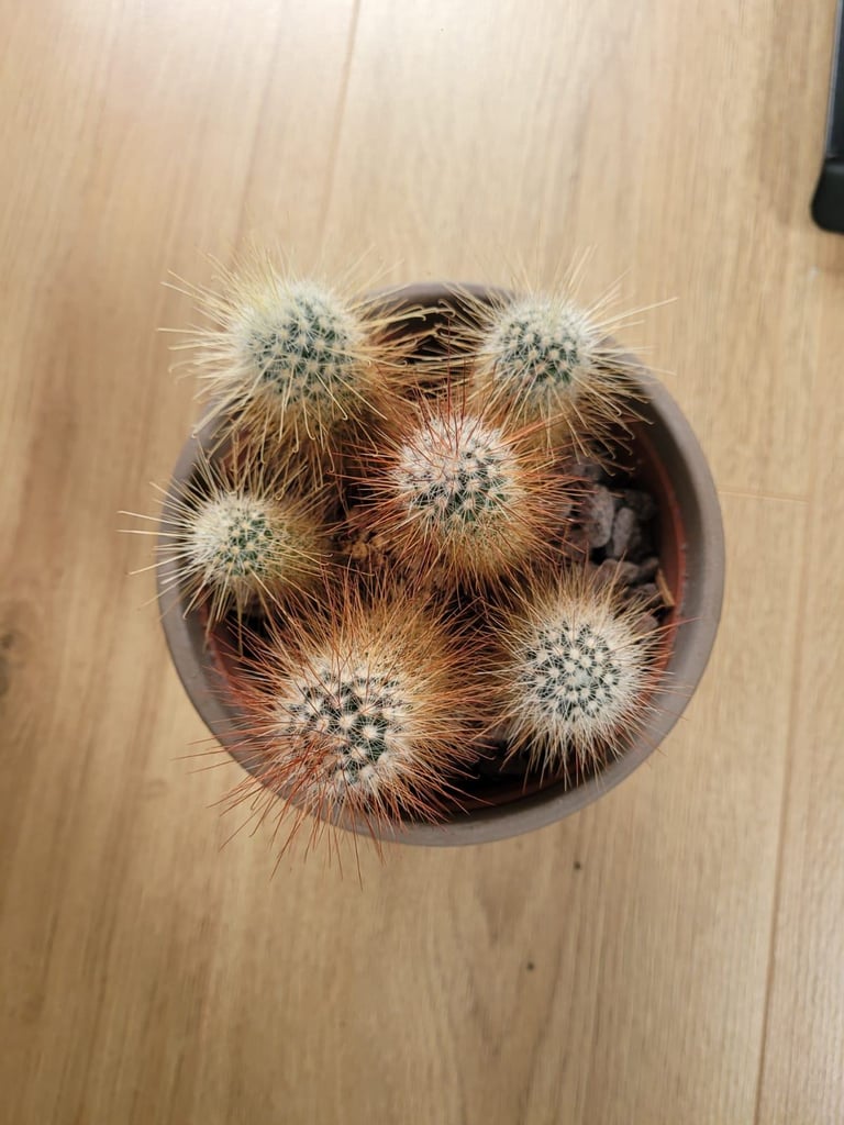 Cactus