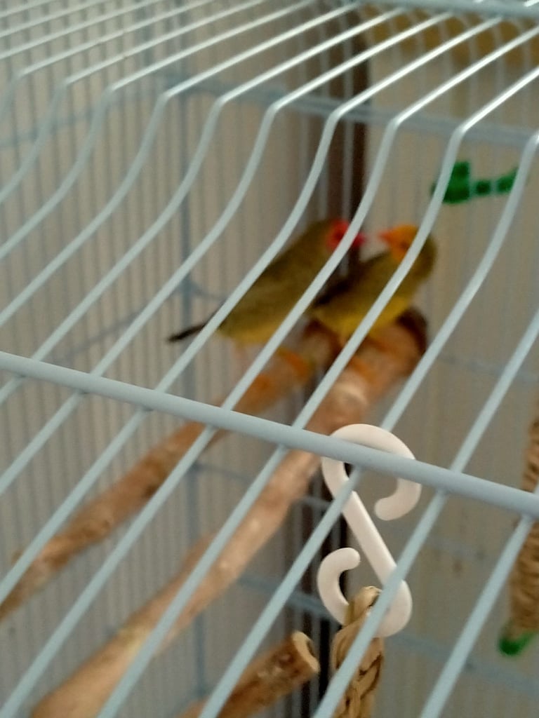 image for Star Finches and cage