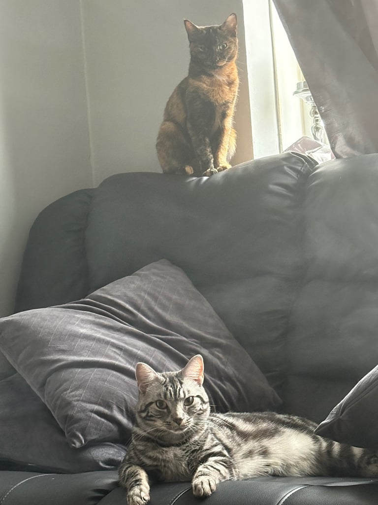 2 cats need rehoming