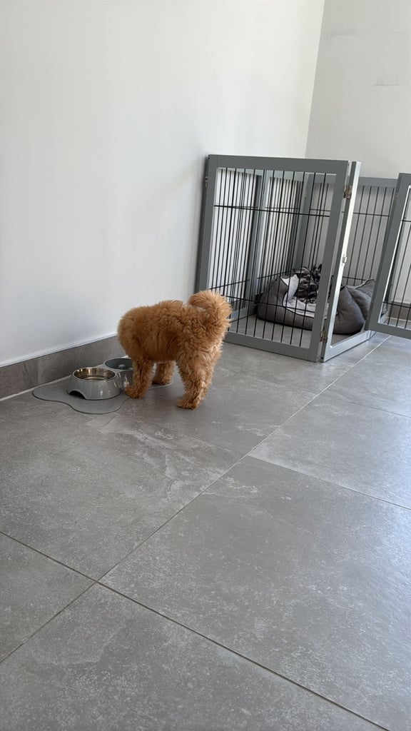 Cockapoo
