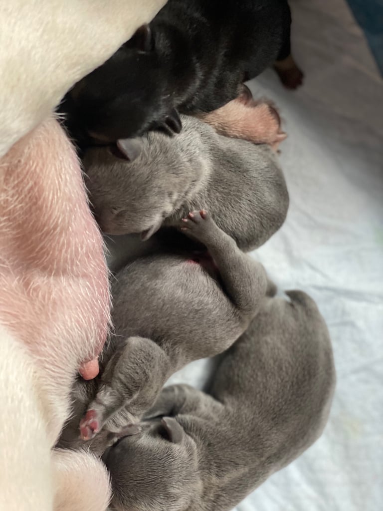Stunning French bulldog puppies looking for their new forever home. 