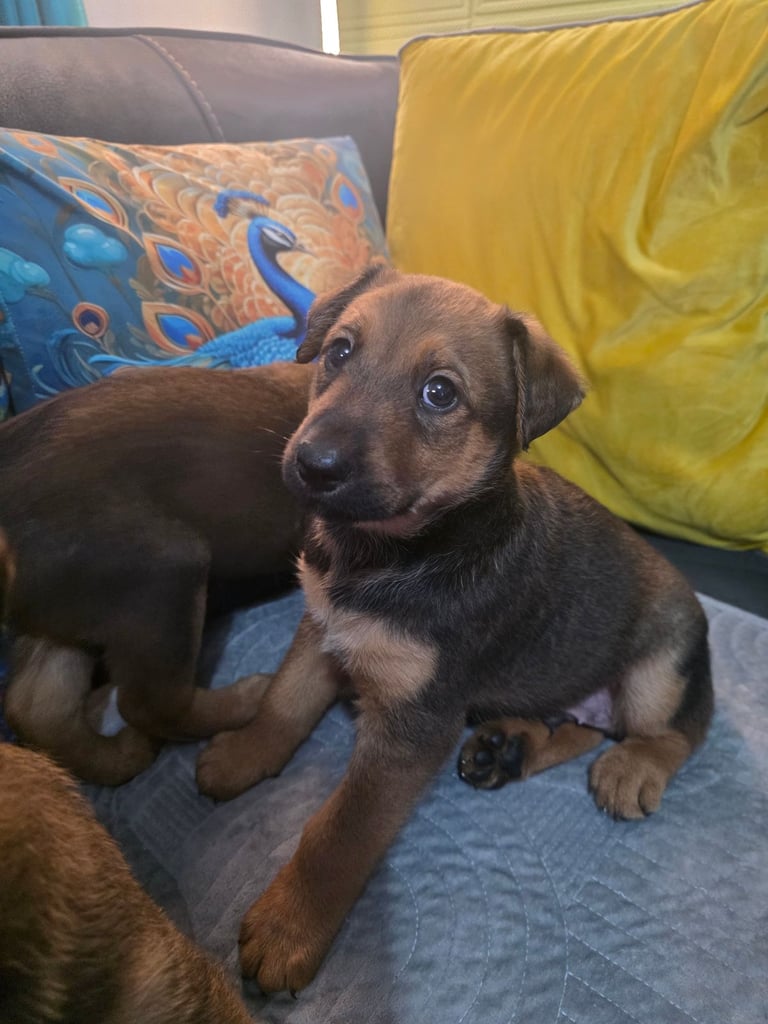 Belgian malinois x Aierdale terrier