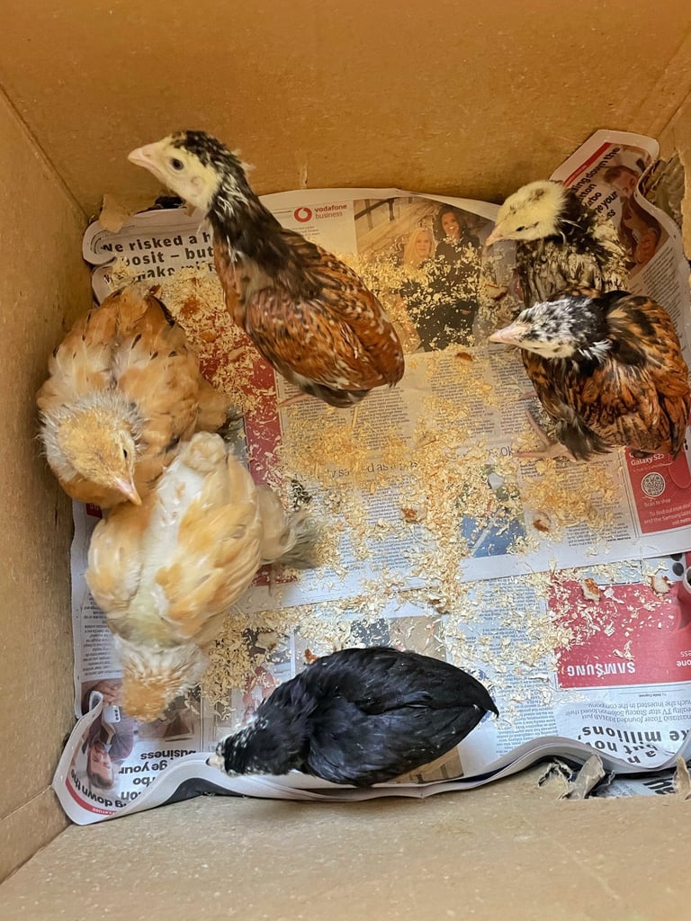 image for £18 each chicks or 6 for £90 altogether 