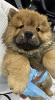 BEAUTIFUL CHOW CHOW PUPPIES