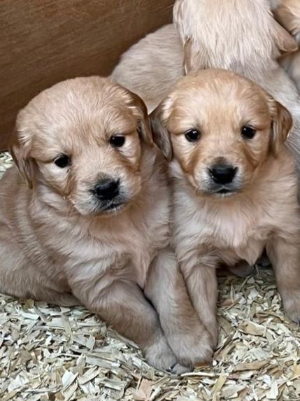 Retriever-golden-retriever in Northern Ireland Dogs Puppies