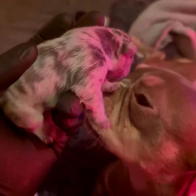 ✨15 Beautiful French Bulldog Puppies ✨