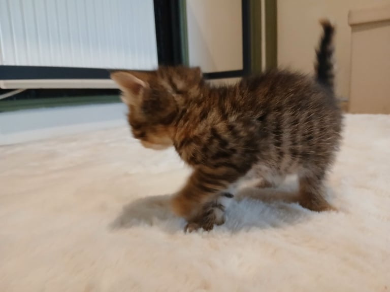  kittens for sale