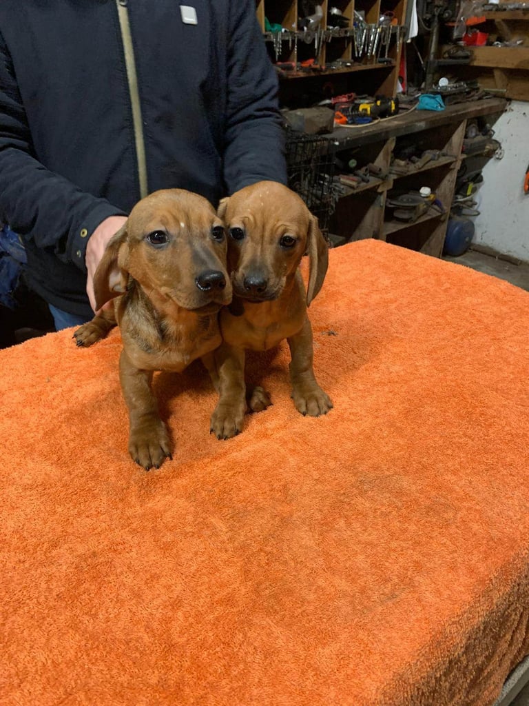 Beautiful short haired dachshund pups