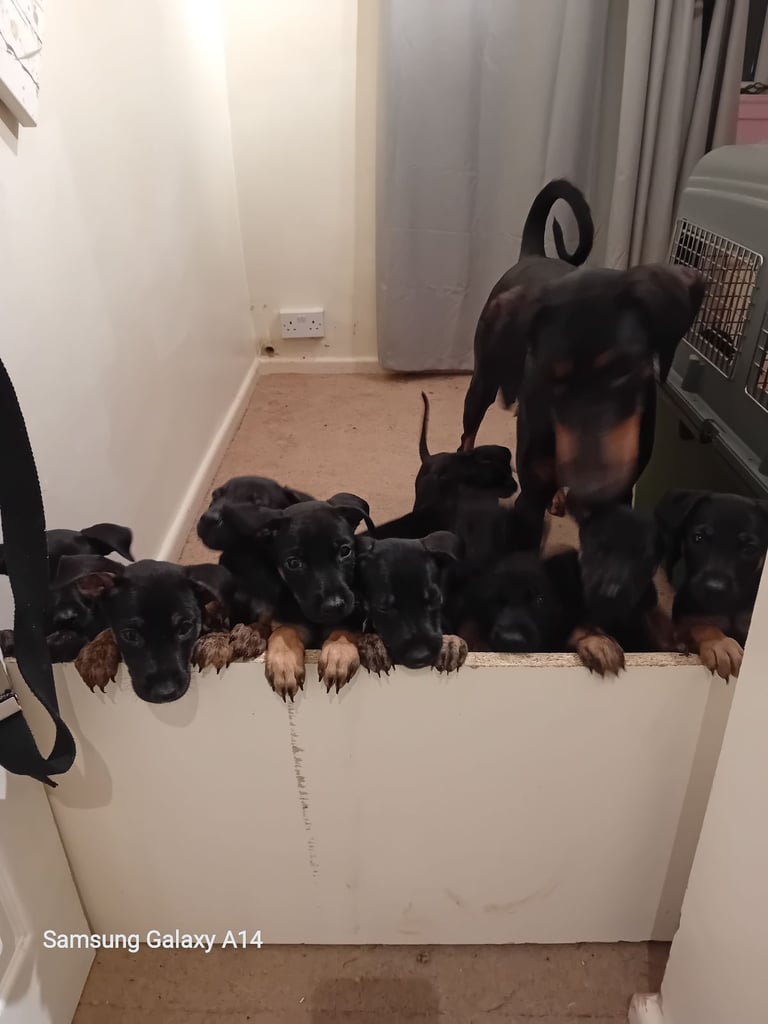 Doberman x working dutch herder