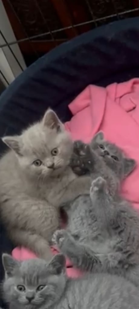 British blue short hair kittens ONLY 2 BLUE MALES LEFT 