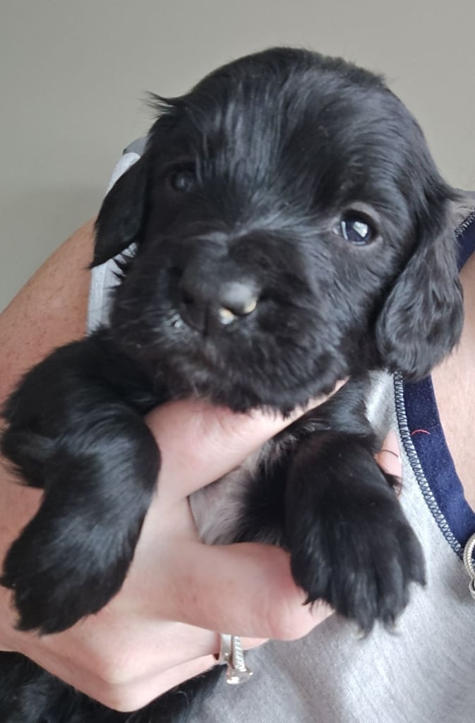 Cocker spaniel puppies
