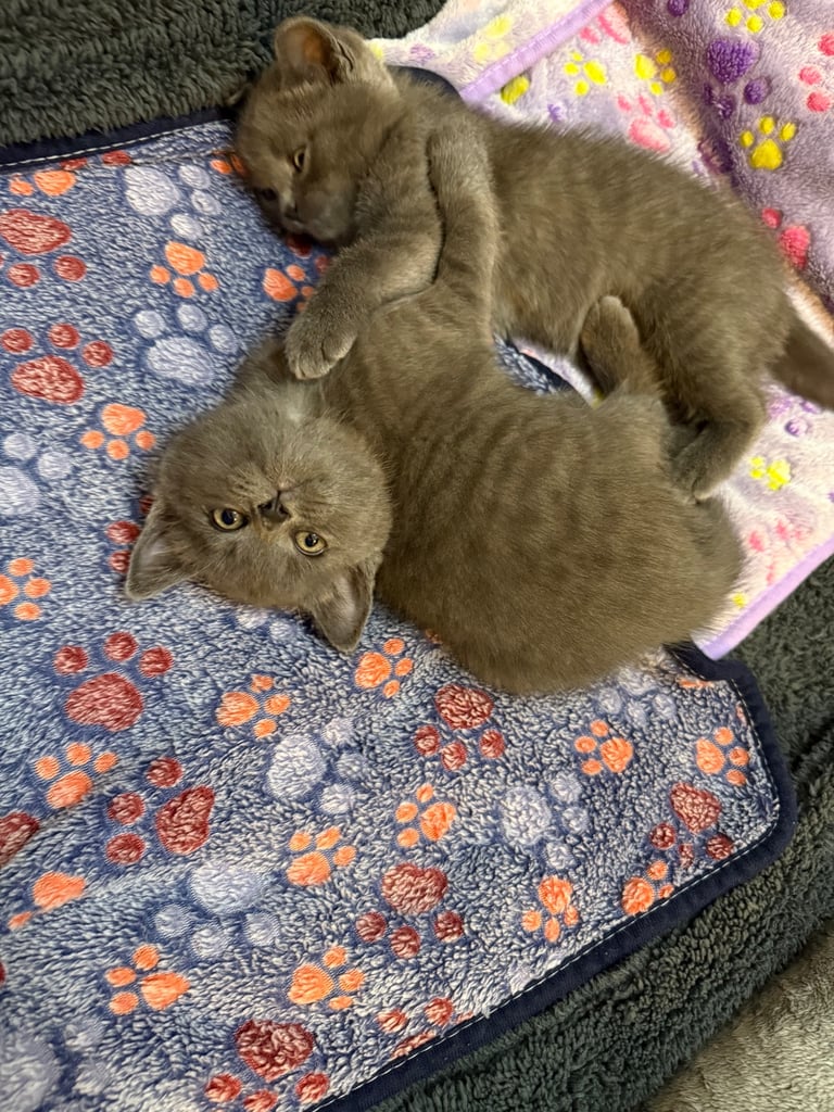 Ragdoll x British shorthair mix kitten 