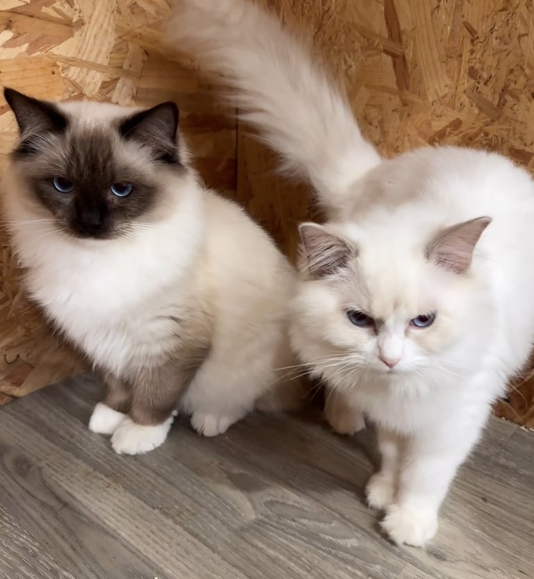 image for 2 Ragdoll boys 