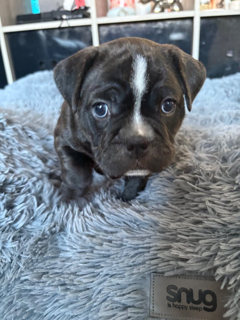 Frenchie x staffy boy Ready to go! 