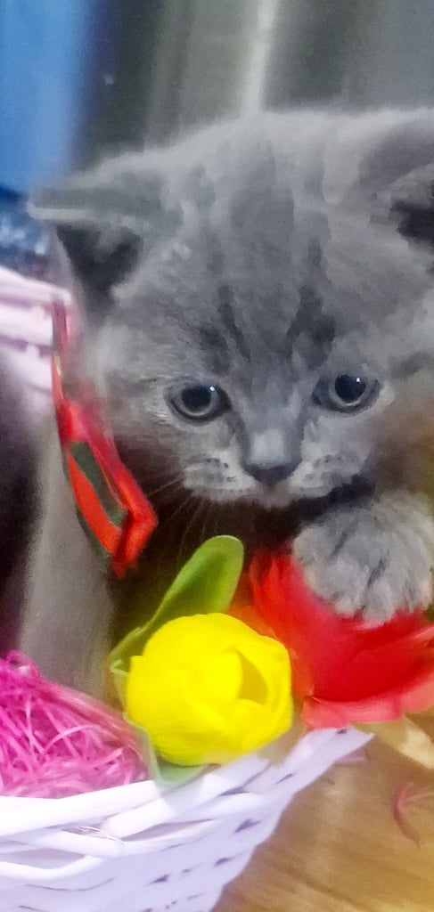  British Shorthair kittens ready to go