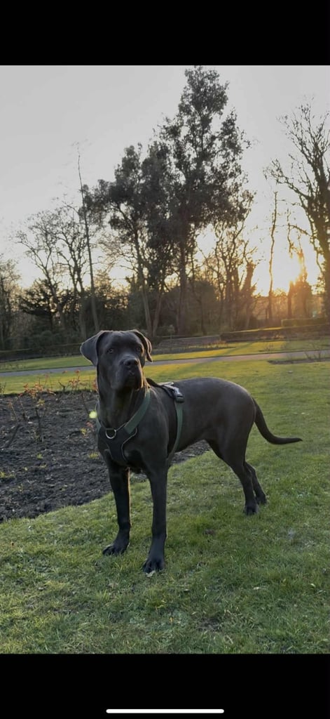 Healthy 1-Year-Old Female Cane Corso- Looking for a loving Home