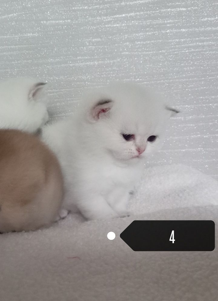 x4 Pedigree British Longhair & x2 British Shorthair Blue Golden & GoldenKittens 
